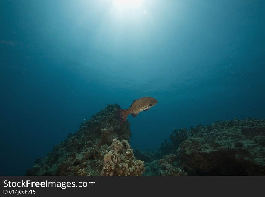 Red sea coralgrouper (plectropomus pessuliferus)