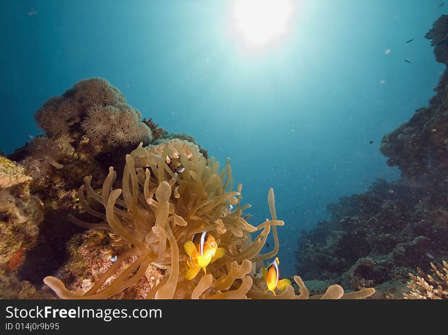 Red sea anemonefish (Amphipiron bicinctus)  taken in the Red Sea.