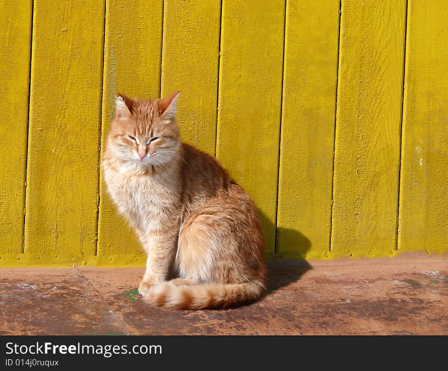 Redhead cat