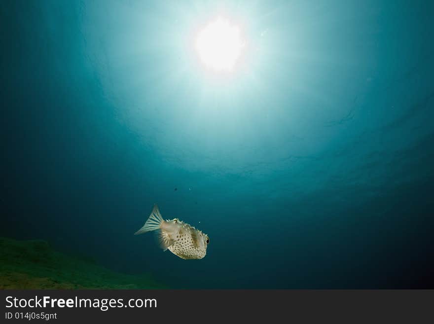 Yellowspotted burrfish (cyclichthys spilostylus) taken in the Red Sea.