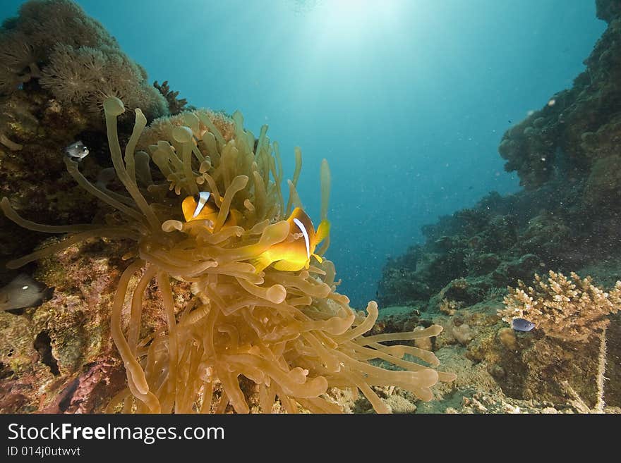 Red sea coralgrouper (plectropomus pessuliferus)