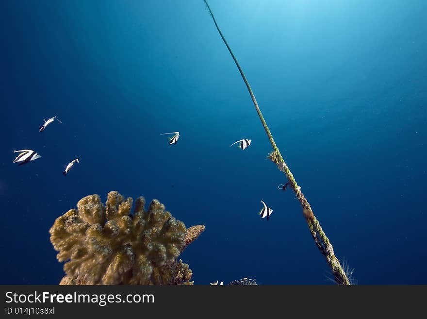 Coral and fish taken in the Red Sea.