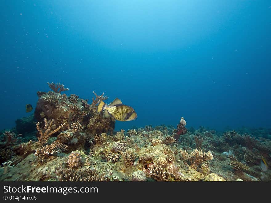 Coral and fish taken in the Red Sea.