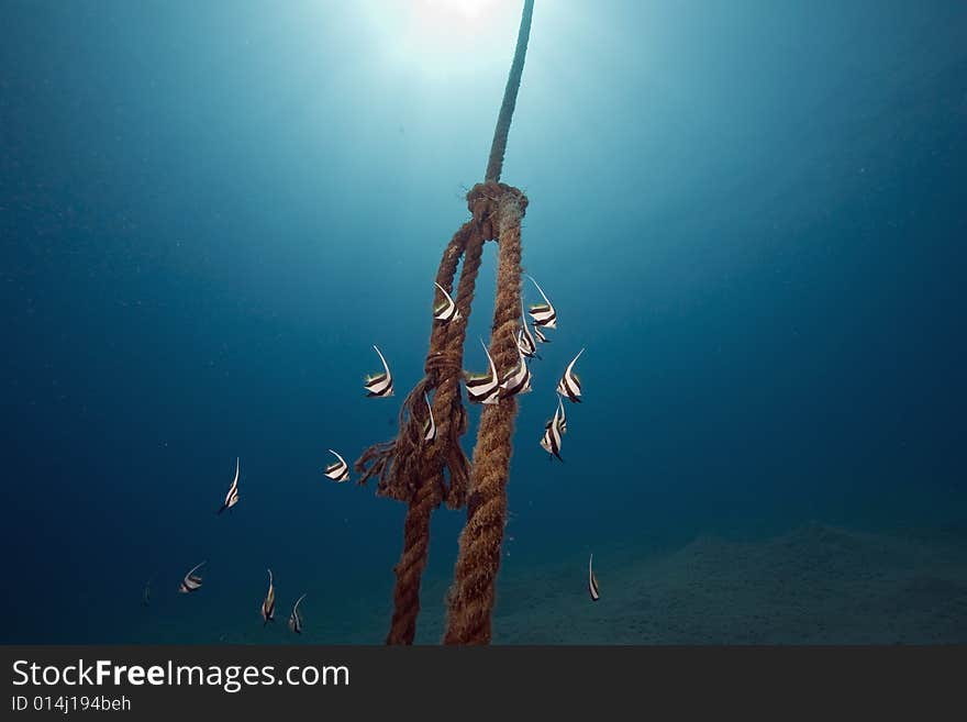 Schooling bannerfish (heniochus diphreutes)