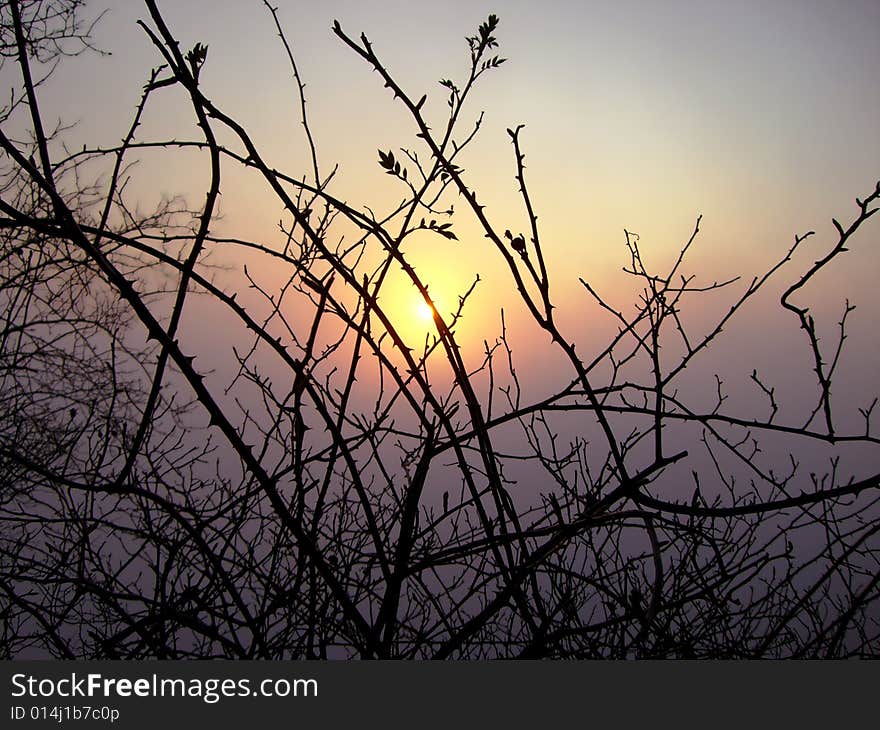 Branches and sunset