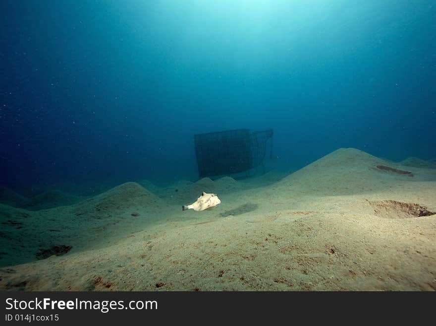 Thornback boxfish (tetrasomus gibbosus)