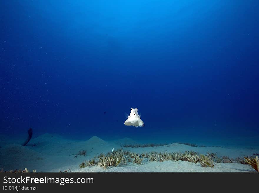 Thornback boxfish (tetrasomus gibbosus) taken in the Red Sea.