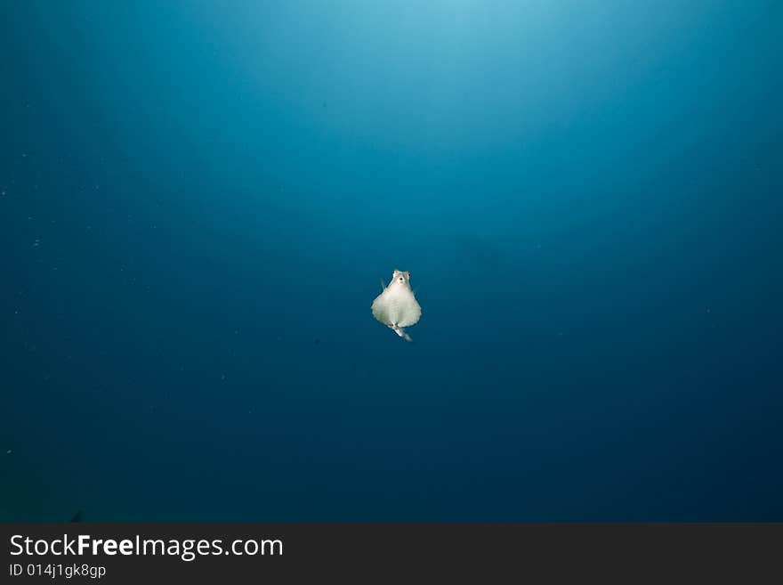 Thornback boxfish (tetrasomus gibbosus) taken in the Red Sea.