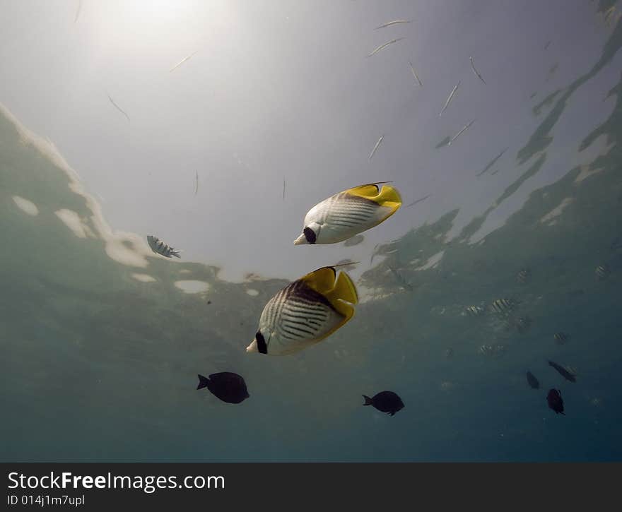 Threadfin butterflyfish (chaetodon auriga) coral and fish taken in the Red Sea.