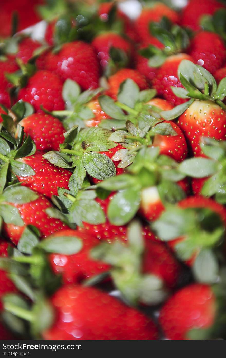 Freshly picked strawberries, ready to be used in a dessert or as a snack. Freshly picked strawberries, ready to be used in a dessert or as a snack.