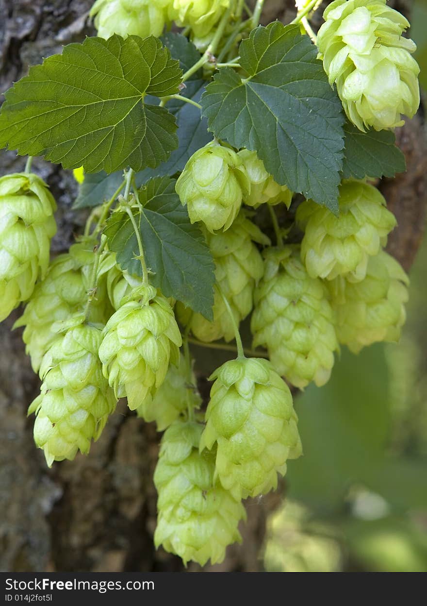 Hop cones, fresh harvest, on the tree trunk.