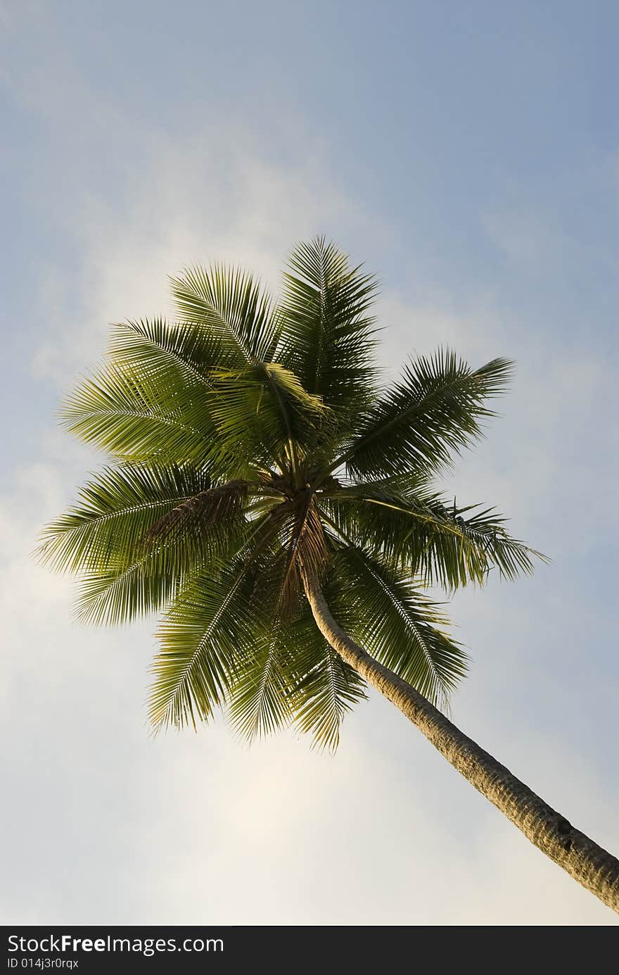 Upward view of a lone tropical palm tree