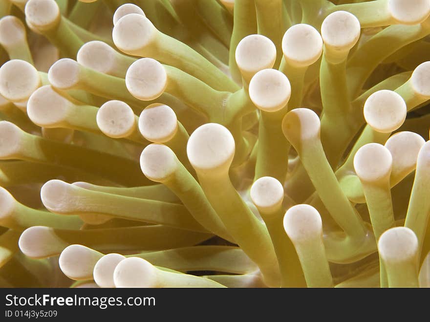 Anemone Close-Up