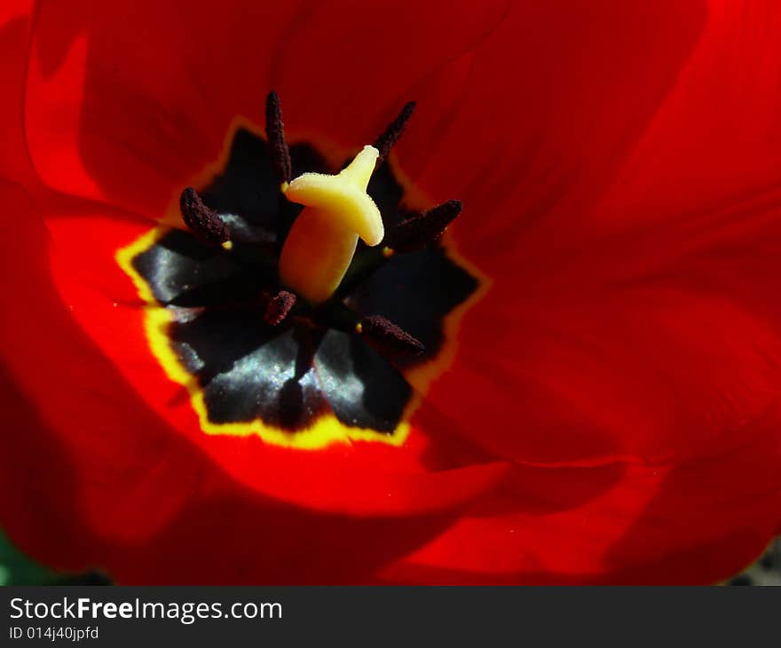 Macro shot of tulip bud in the sunlight