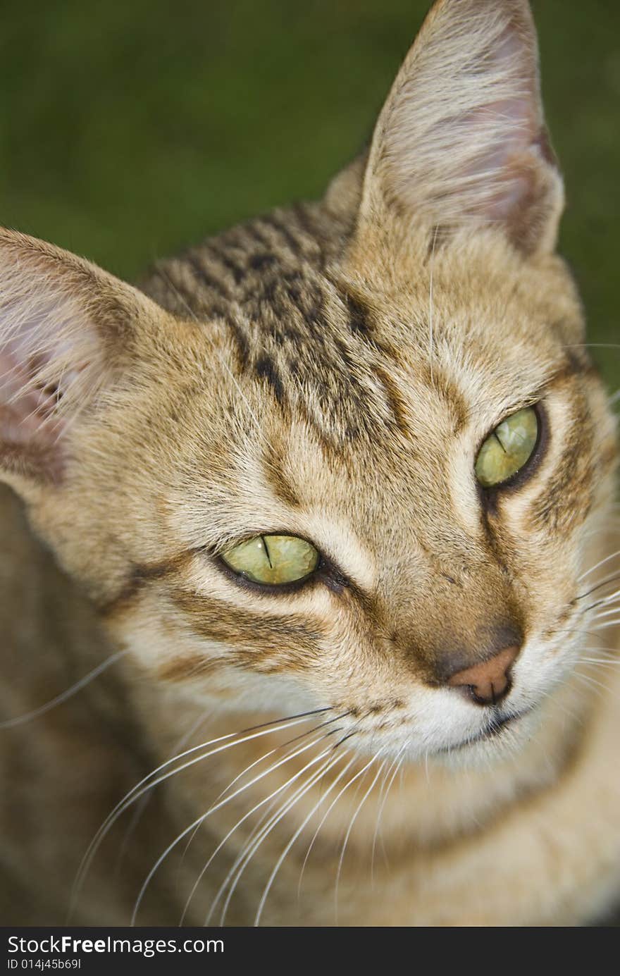 Close up of a feral cat looking away