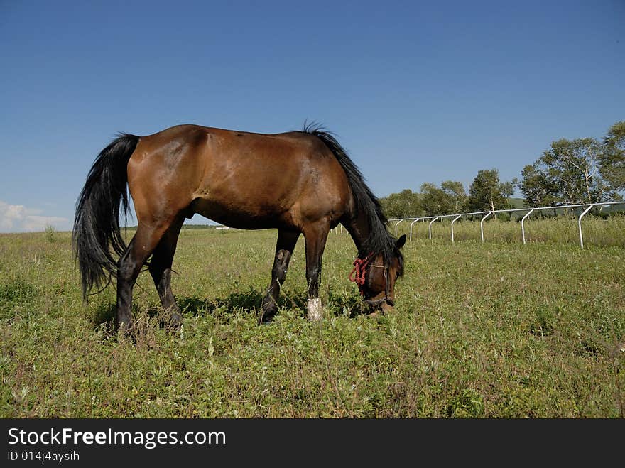 Horse eatting on the glassland. Horse eatting on the glassland