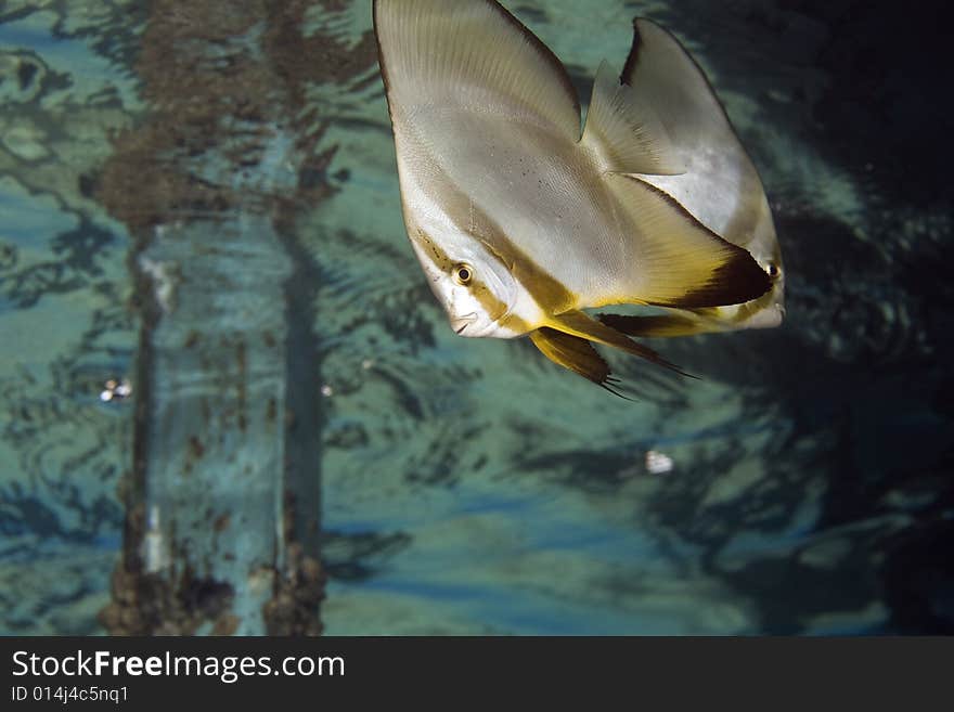 Longfin spadefish (platax teira) taken in the Red Sea.