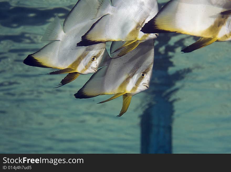 Longfin spadefish (platax teira) taken in the Red Sea.