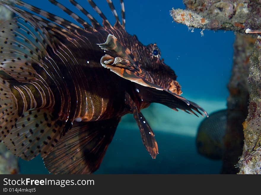 Common lionfish (pterois miles) taken in the Red Sea.