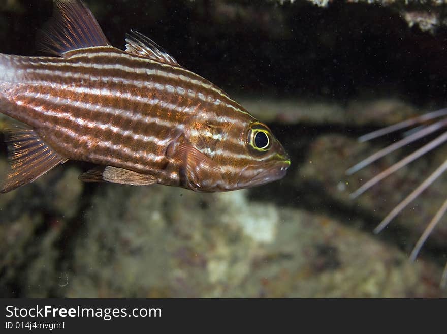 Tiger cardinalfish (cheilodipterus macrodon) taken in the Red Sea.