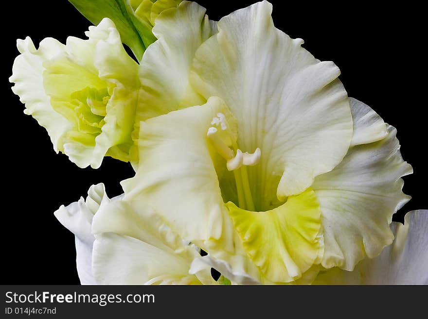 Gladioli flower isolated on black background. Gladioli flower isolated on black background