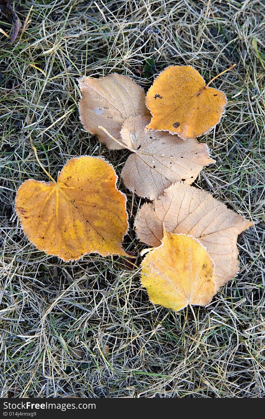 Frosty fallen tree leaves lying on frozen grass on a cold fall morning. Frosty fallen tree leaves lying on frozen grass on a cold fall morning