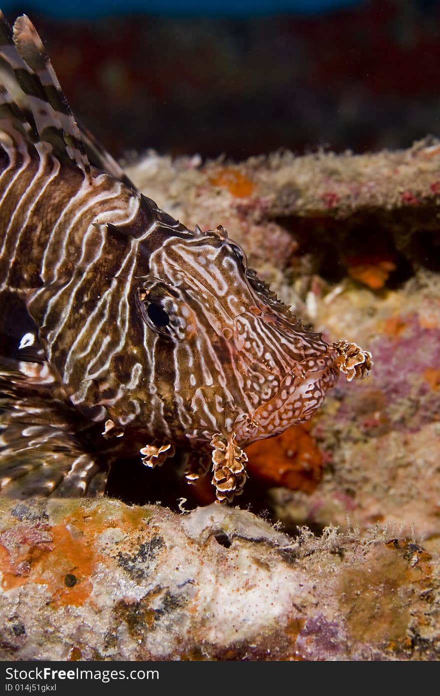 Common lionfish (pterois miles) taken in the Red Sea.