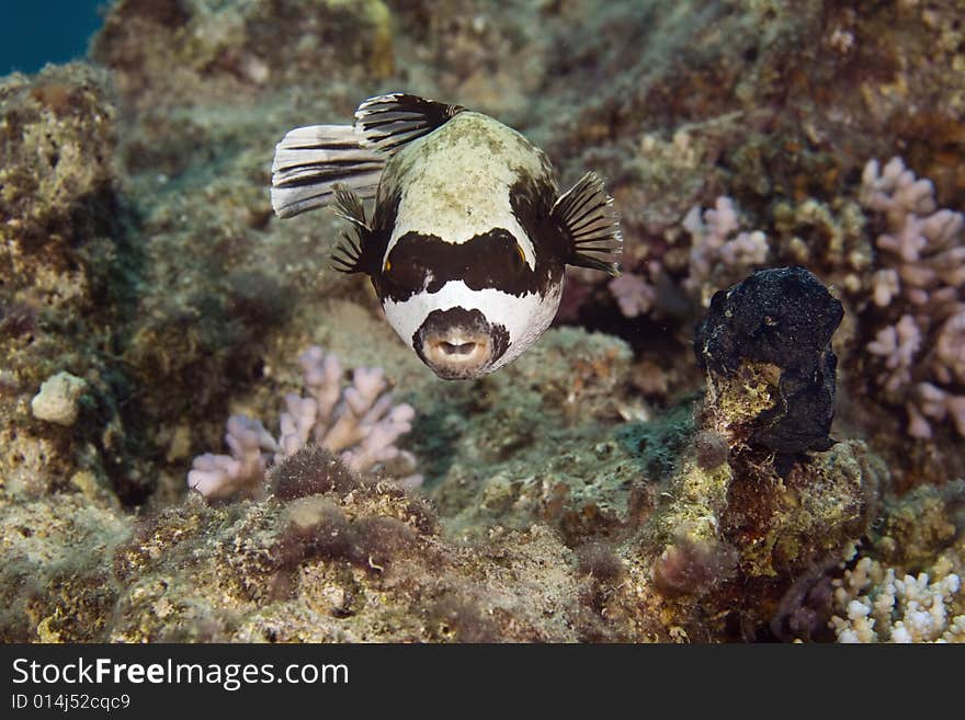 Masked puffer (arothron diadematus)  taken in the Red Sea.