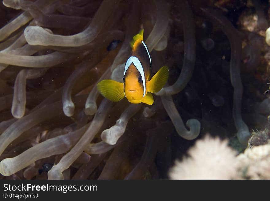 Red sea anemonefish (Amphipiron bicinctus)  taken in the Red Sea.