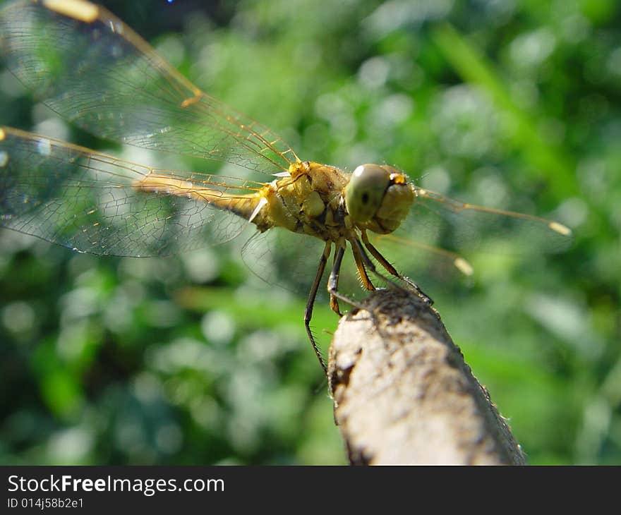 Dragonfly