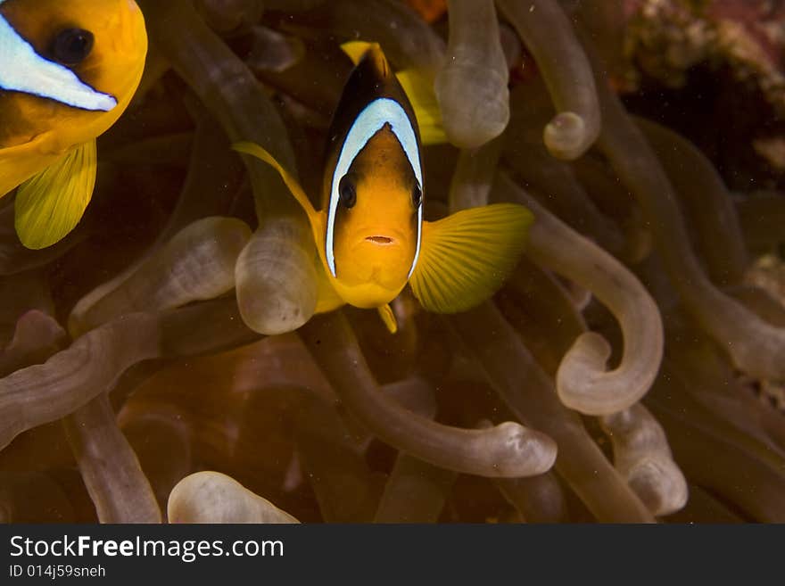 Red sea anemonefish (Amphipiron bicinctus)