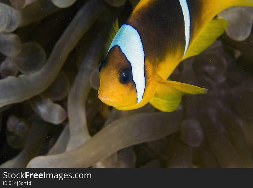 Red sea anemonefish (Amphipiron bicinctus)