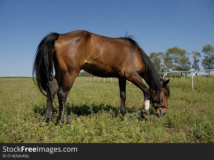 Horse on the glassland