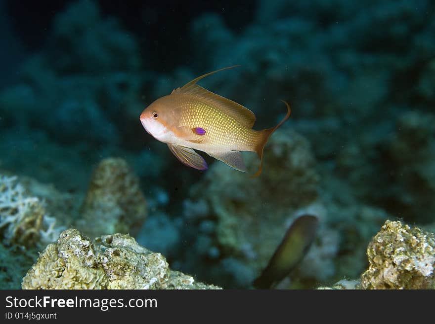 Lyretail anthias (pseudanthias squamipinnis)  taken in the Red Sea.