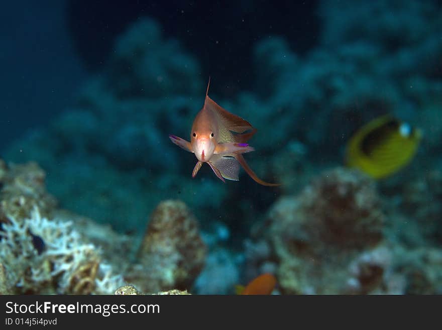 Lyretail anthias (pseudanthias squamipinnis)  taken in the Red Sea.