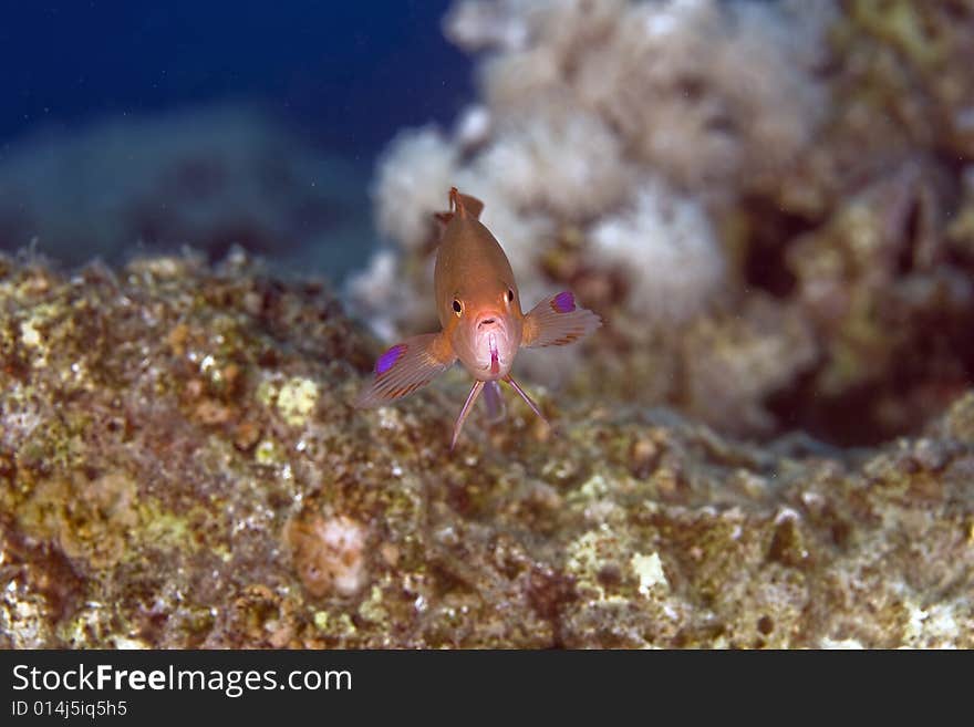 Lyretail anthias (pseudanthias squamipinnis)  taken in the Red Sea.