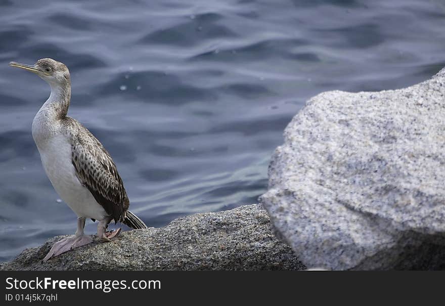 Cormorant