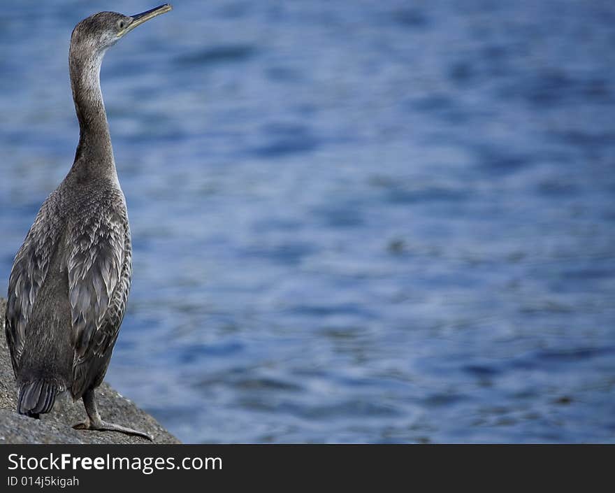 Cormorant