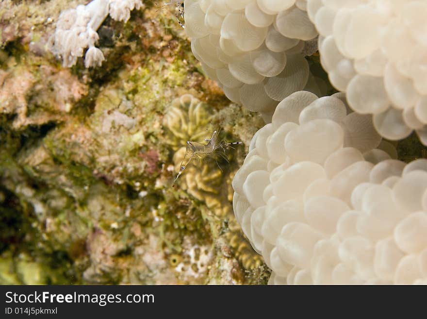 Long-arm cleaner shrimp (periclemenes brevicarpali