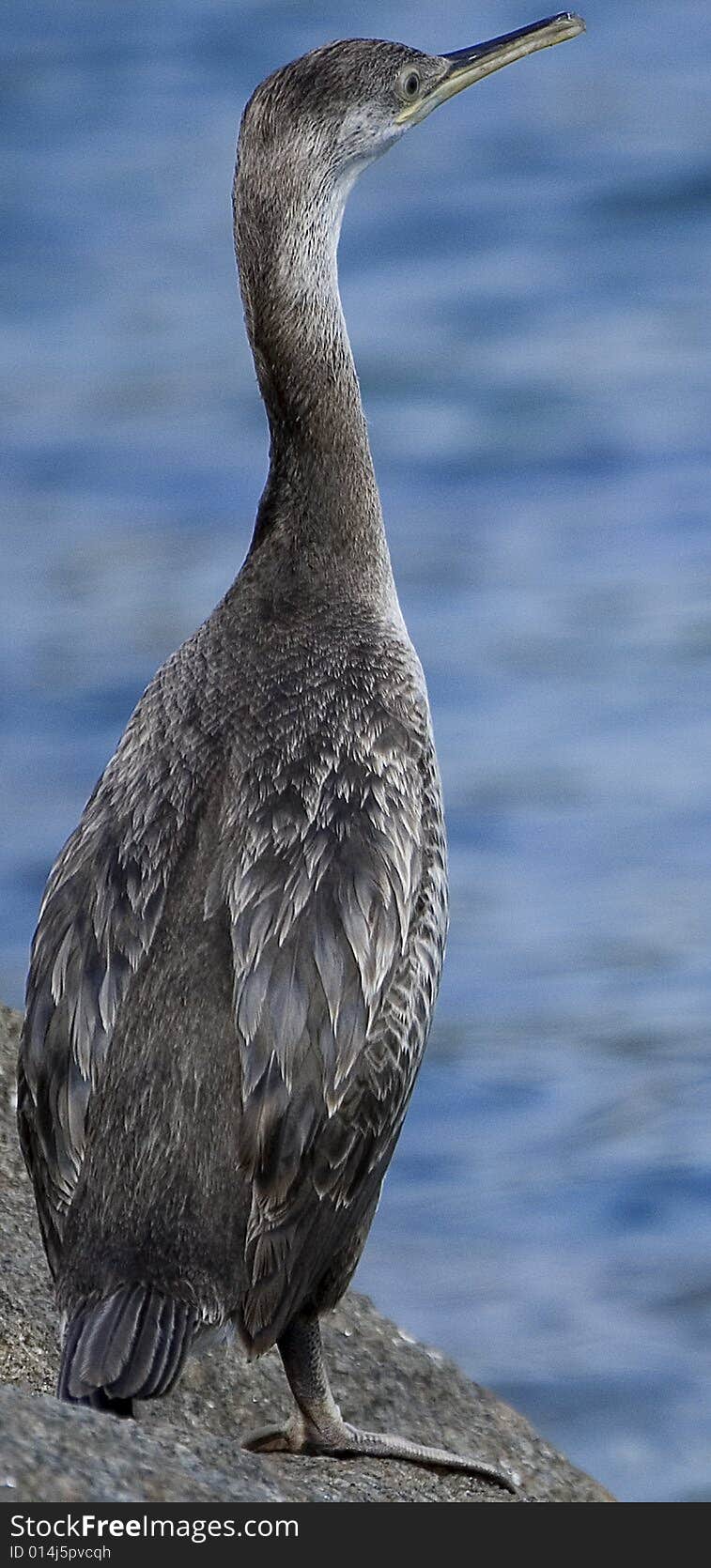 Cormorant close up