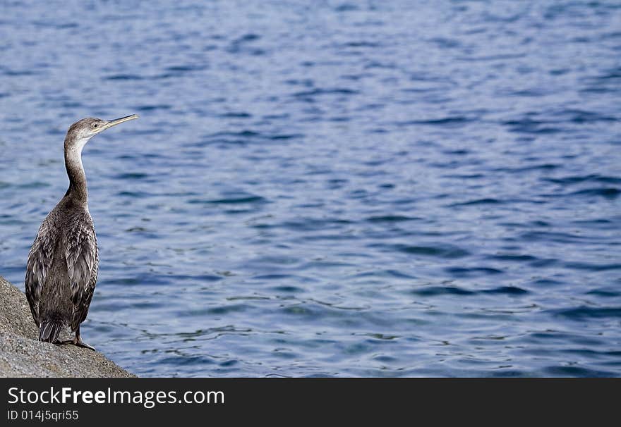 Cormorant close up