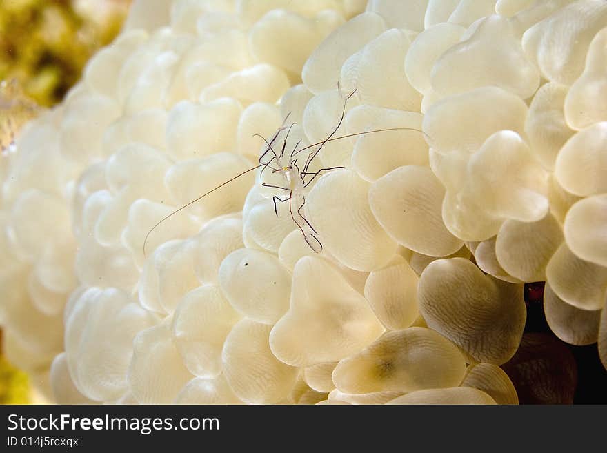 Bubble coral shrimp (vir philippinensis) taken in the Red Sea.