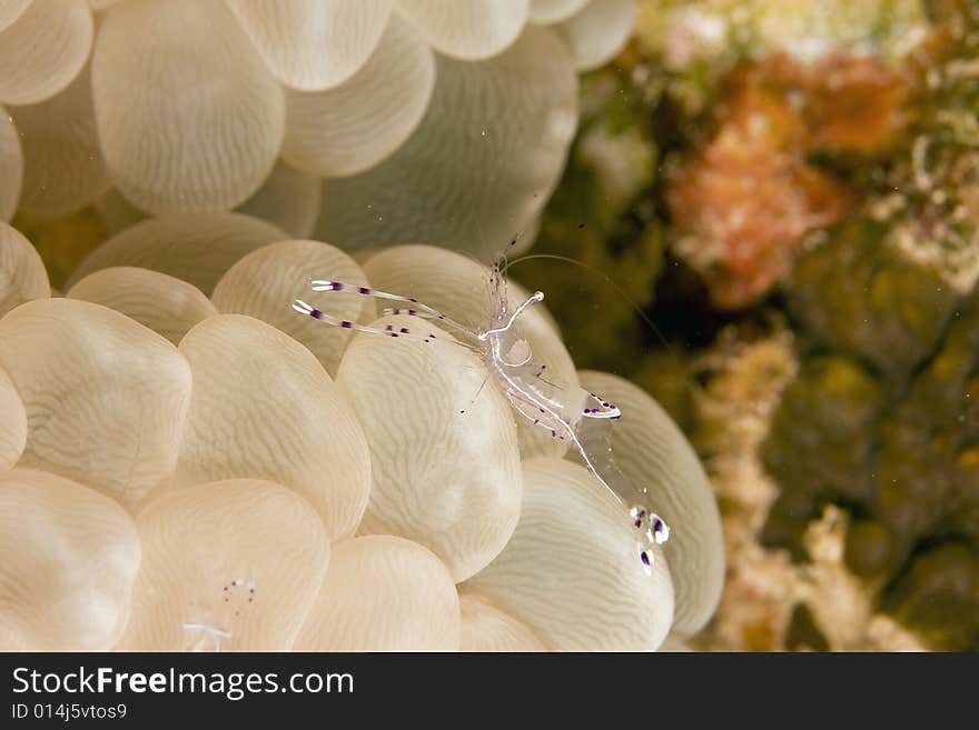 Long-arm cleaner shrimp (periclemenes brevicarpali) taken in the Red Sea.