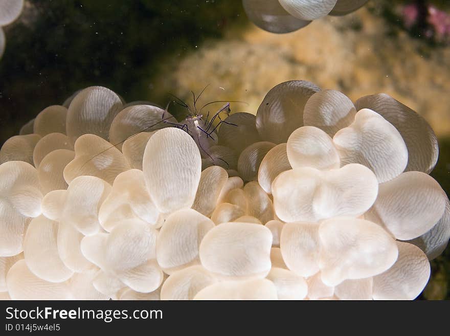 Bubble coral shrimp (vir philippinensis) taken in the Red Sea.