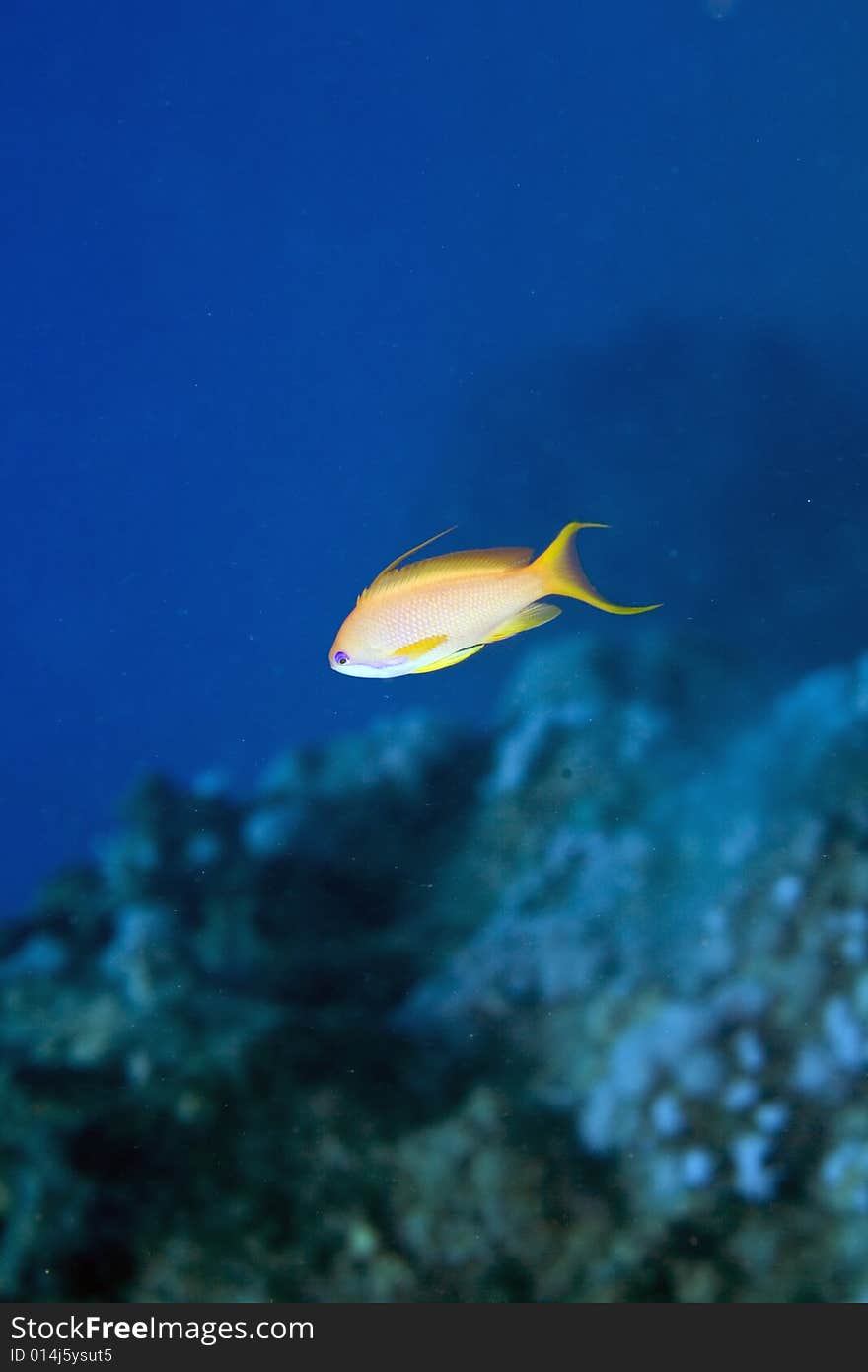 Oman anthias (pseudanthias marcia)