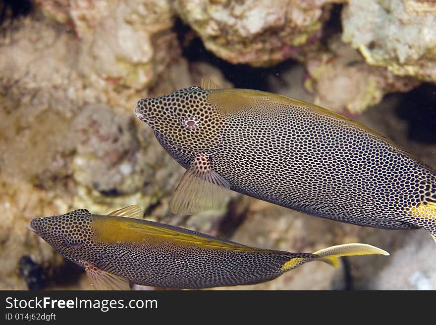 Stellate rabbitfish (siganus stellatus laqueus) taken in the Red Sea.