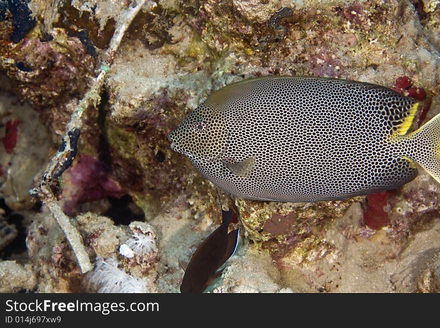 Stellate rabbitfish (siganus stellatus laqueus) taken in the Red Sea.