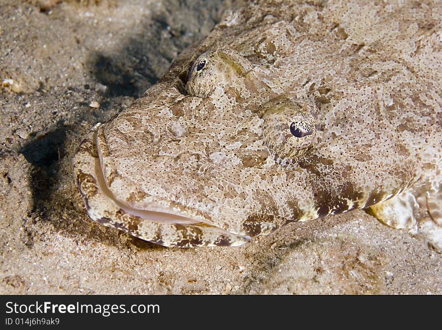 Indean ocean crocodilefish (papilloculiceps longic taken in the Red Sea.