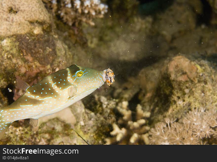 Crowned toby (canthigaster coronata) taken in the Red Sea.