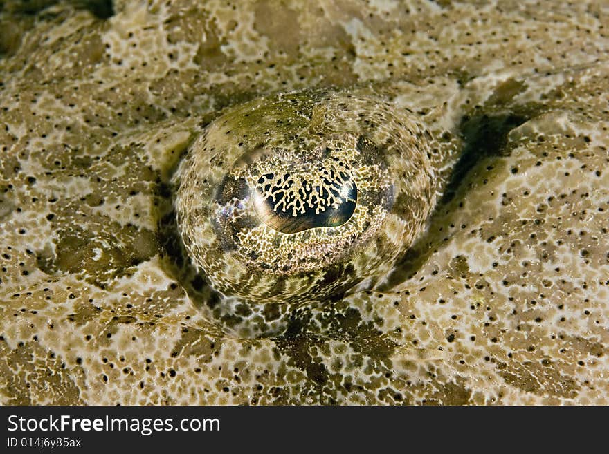 Eye of an Indean ocean crocodilefish (papilloculiceps longic taken in the Red Sea.